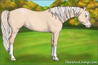 Horse Color:Silver Amber Champagne Dun Splash