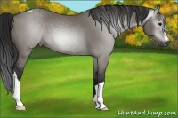 Horse Color:Gray Grullo Appaloosa 