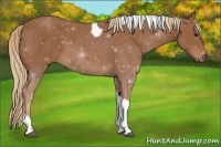 Horse Color:Chestnut Tobiano