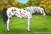 Horse Color:Bay Splash Tobiano Appaloosa 