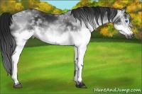 Horse Color:Gray White Spotted Black Frame 