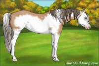 Horse Color:Bay Splash Frame Appaloosa 