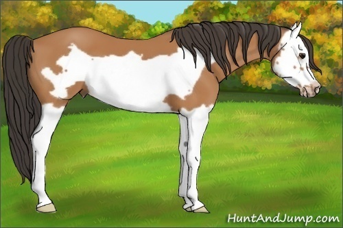Horse Color: Bay Splash Frame 