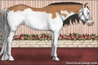 Horse Color:Bay Splash Frame