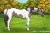 Horse Color:Smoky Grullo Tobiano 