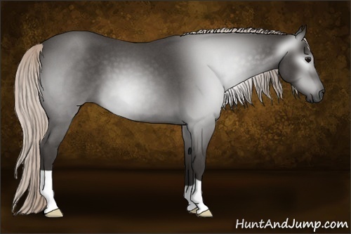 Horse Color:Gray Silver Blue Roan 