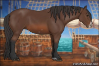 Horse Color:Bay Frame 