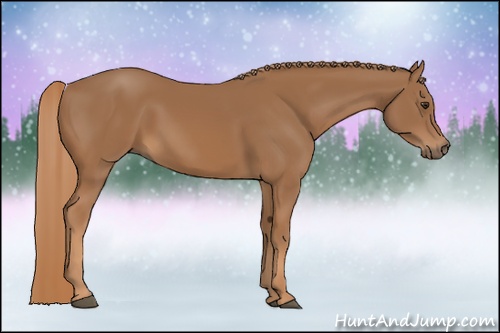 Horse Color: Chestnut 