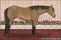 Horse Color:Buckskin Rabicano