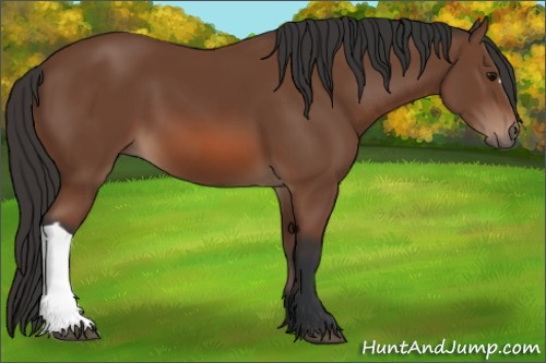 Horse Color: Bay 