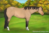 Horse Color:Bay Dun