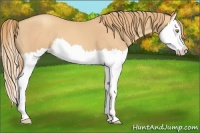 Horse Color:Gold Champagne Splash