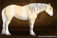 Horse Color:White Spotted Gold Cream Champagne