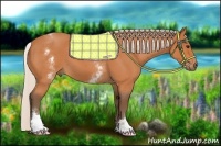 Horse Color:White Spotted Silver Bay Roan 