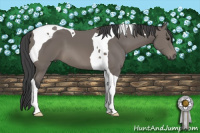 Horse Color:Black Tobiano 