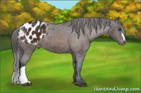 Horse Color:Brown Appaloosa