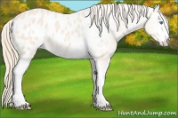 Horse Color:White Spotted Perlino Appaloosa 