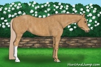 Horse Color:Palomino  Brindle