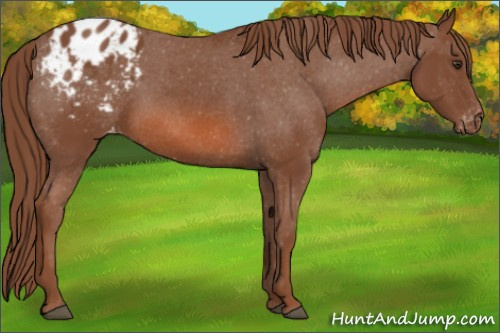 Horse Color: Liver Chestnut Blanket 