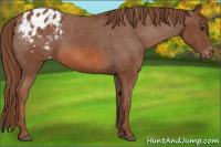 Horse Color:Liver Chestnut Appaloosa 