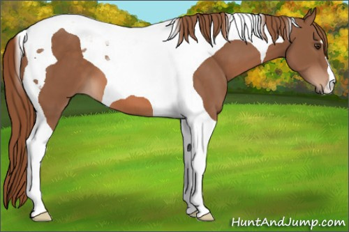 Horse Color: Liver Chestnut Tobiano 