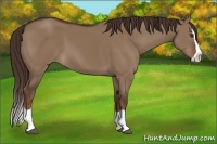 Horse Color:Liver Red Dun Splash