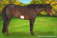 Horse Color:Liver Chestnut Frame 