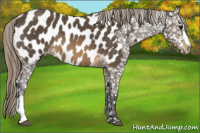 Horse Color:Buckskin Appaloosa 