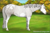 Horse Color:Chocolate Palomino Splash Appaloosa Rabicano 