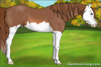 Horse Color:Liver Chestnut Splash 