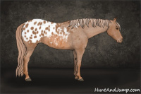Horse Color:Chestnut Blanket 