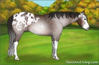 Horse Color:Gray Bay Splash Appaloosa Rabicano 
