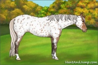 Horse Color:Silver Brown Roan Near Leopard Rabicano 