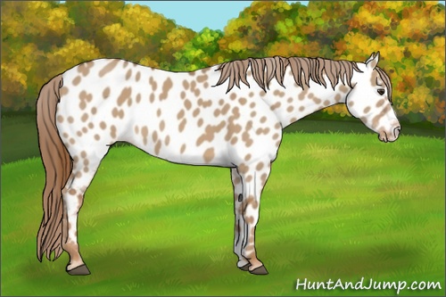 Horse Color: Red Dun Sabino Near Leopard 