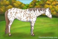 Horse Color:Red Dun Sabino Near Leopard 