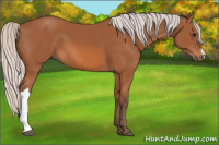 Horse Color:Silver Bay 