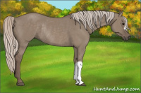 Horse Color:Silver Grullo Rabicano 