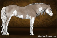 Horse Color:Silver Black Splash 