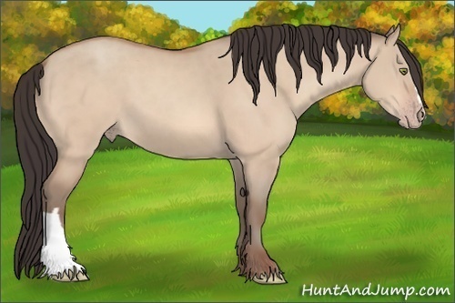 Horse Color:Amber Champagne Dun 
