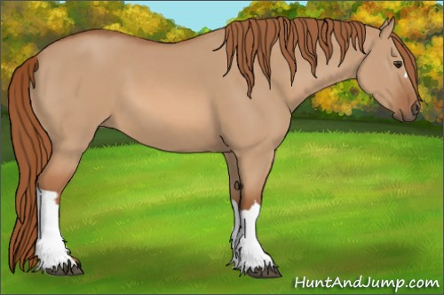 Horse Color:Red Dun 