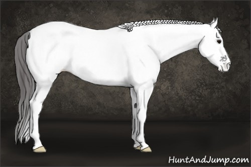 Horse Color: White Spotted Black Blanket 