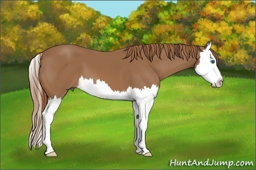 Horse Color:Chestnut Sabino Splash 