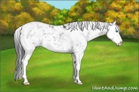 Horse Color:Black Sabino Splash 