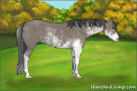 Horse Color:Grullo Sabino 