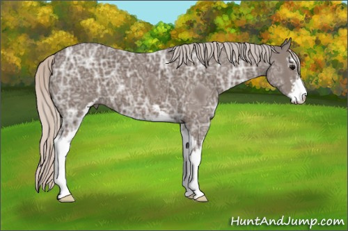 Horse Color:Silver Black Ice Sabino 