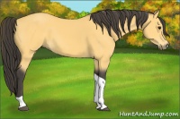 Horse Color:Buckskin Tobiano 