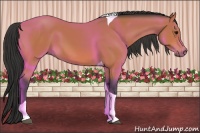Horse Color:Bay Tobiano 