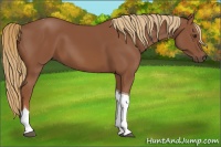Horse Color:Chestnut Tobiano 