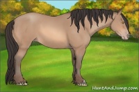 Horse Color:Amber Champagne 