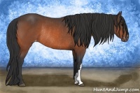Horse Color:Bay Varnish Rabicano 